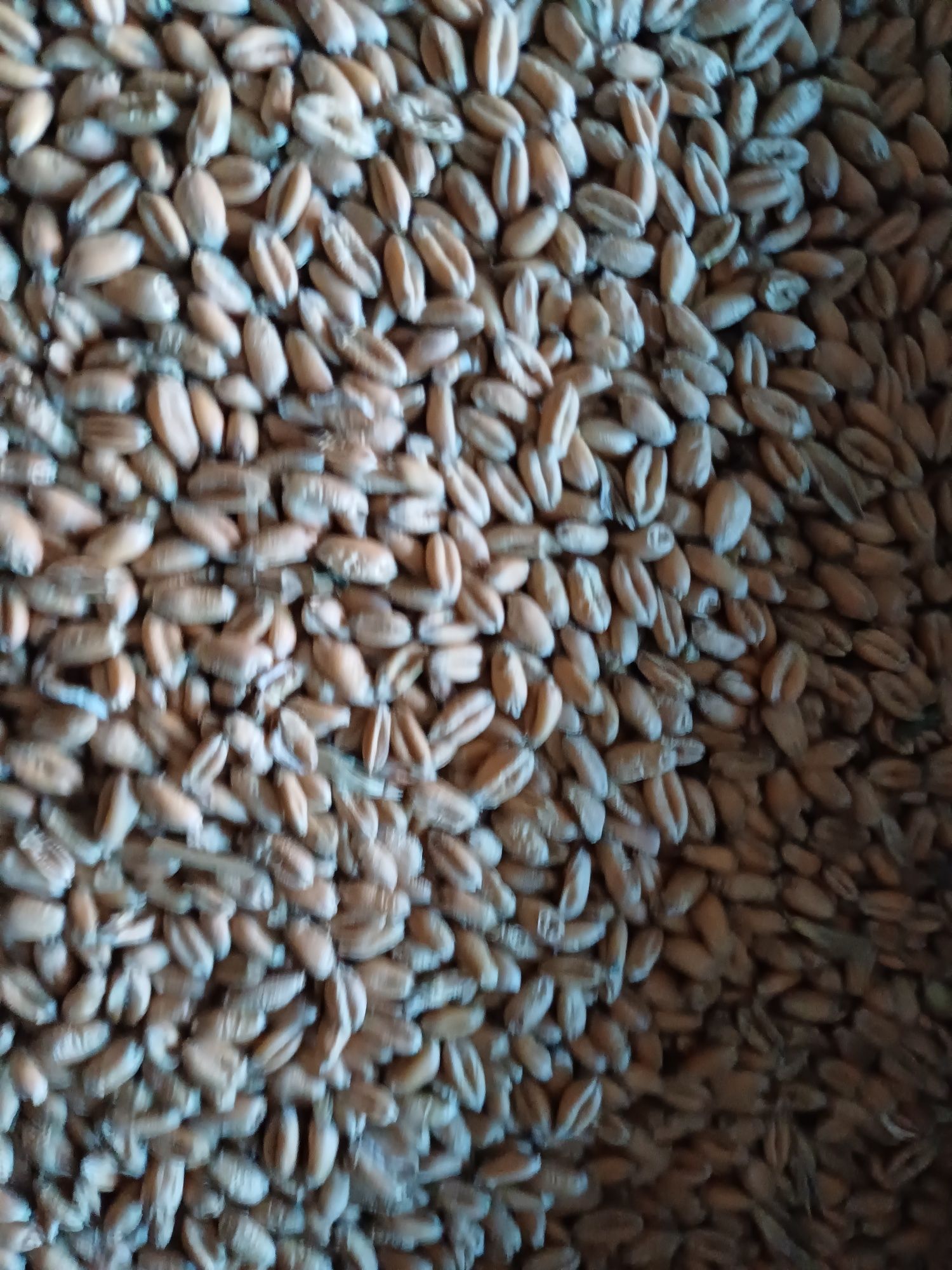 Зерно пшениця  ячмінь