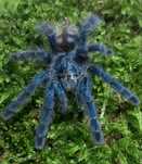 Ptasznik Caribena versicolor  L1   30 szt. Pakiet