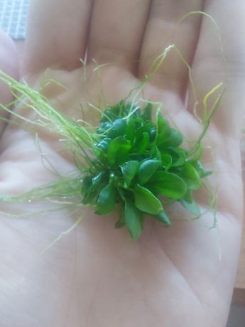 Anubias petite nana wysyłka krewetki rośliny na korzeń akwarium