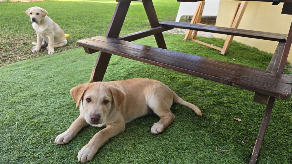 Cachorros para adoção