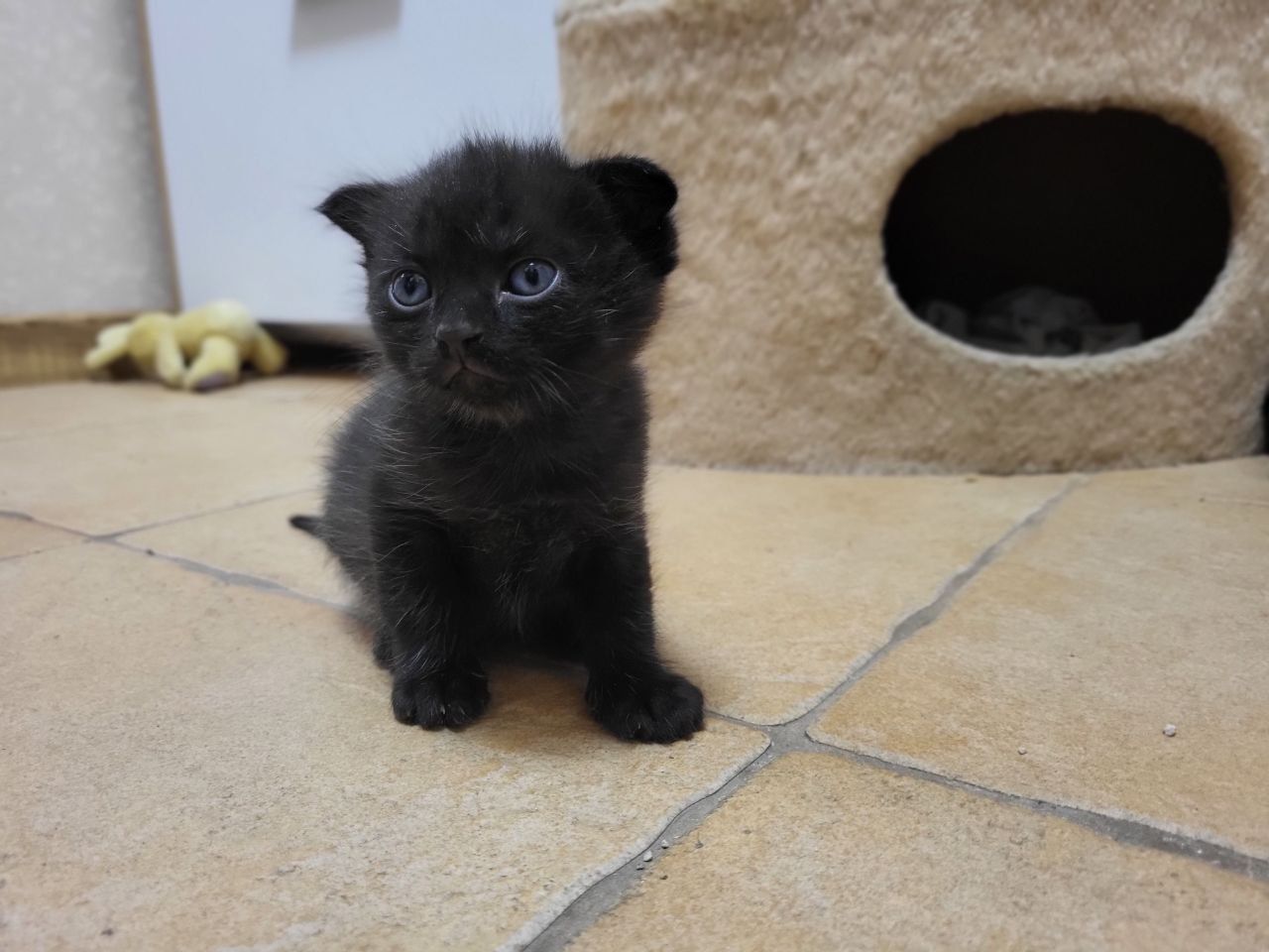 Кошеня висловухе безкоштовно