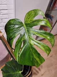 Monstera Green on green (GOG) szczyt