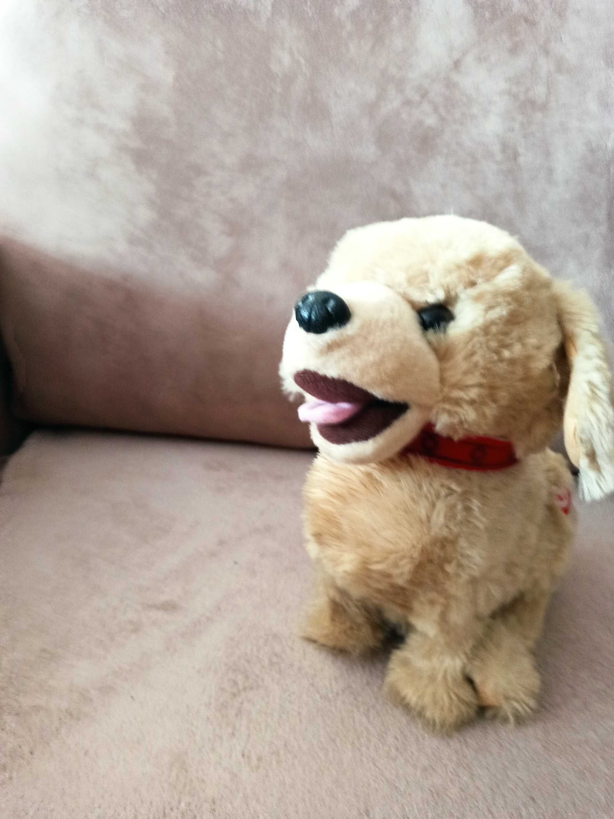 Madej Pies interaktywny Figo, stan idealny odbiór osobisty.
