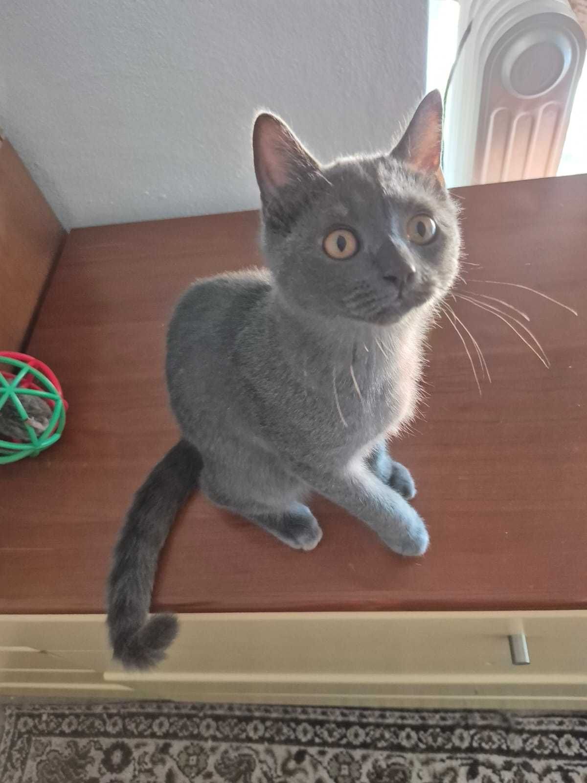 Gatinho Scotish Straight