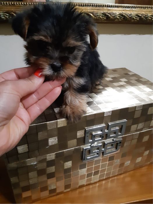 Yorkshire  Terrier menina