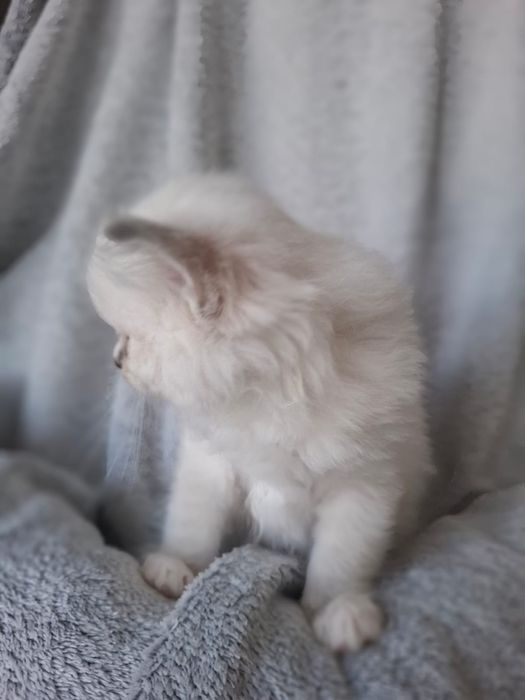 RAGDOLL Chłopiec blue mitted lynx mruczuś FPL