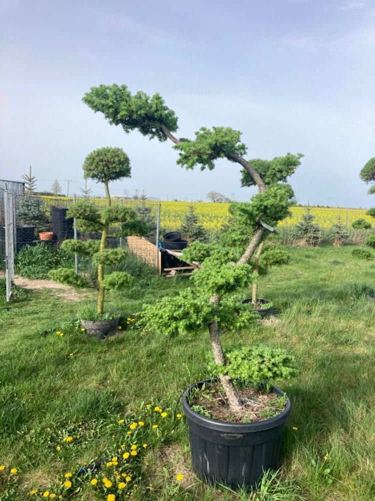 Bonsai z Modrzewia japońskiego - Larix kaempferi - wygięty w S - 180cm