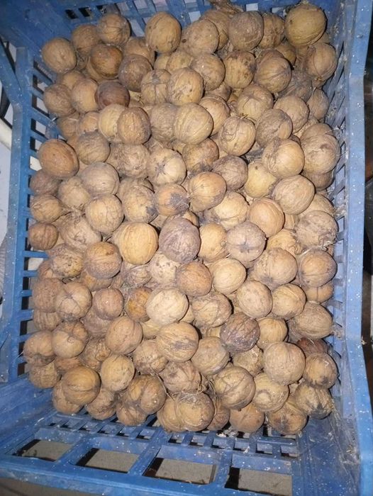 Orzechy włoskie zeszłoroczne