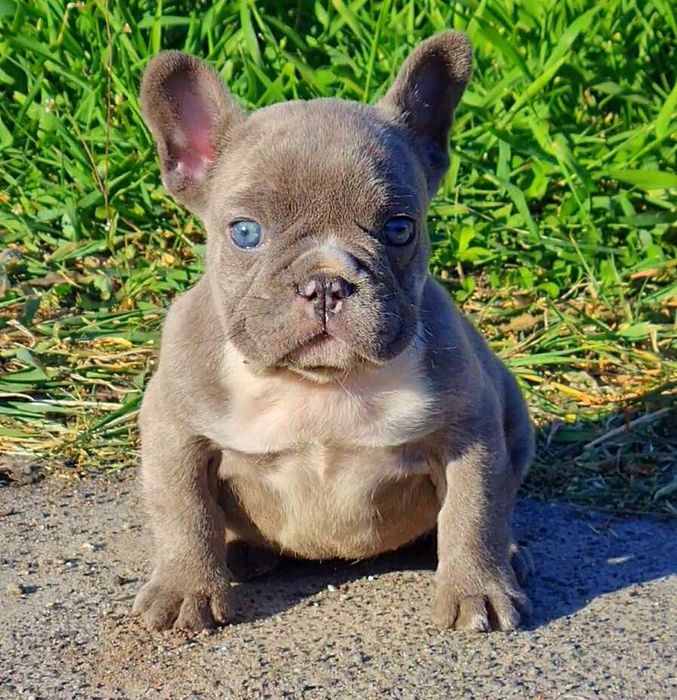 Голубоглазая красотка! Щенок французского бульдога!