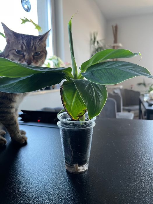 Bananowiec Musa w hydroponice