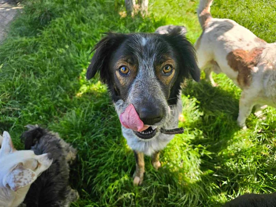 Nieduży, młody psiak o pięknym umaszczeniu do adopcji - Rezner