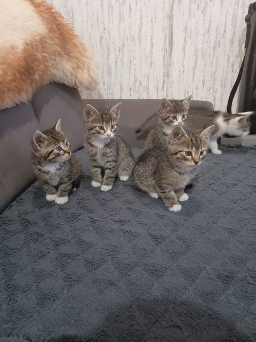 Oddam kocięta w dobre ręce