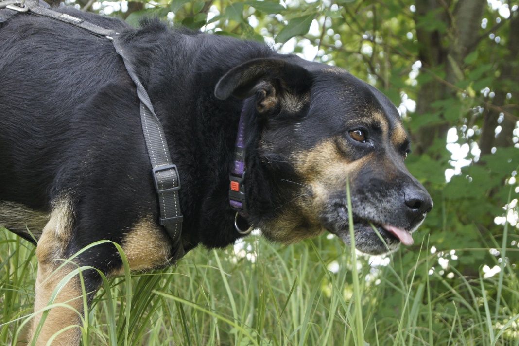 Rottweilerka o charakterze labradora