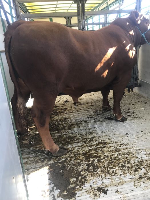 Skup Bydła Krowy Byki Jałówki Cielęta Odsadki