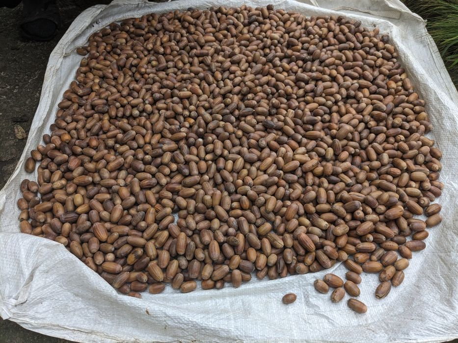 Жолуді дуба звичайного