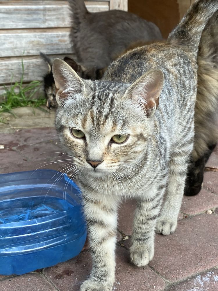 Котики + 100 грн + корм і молоко