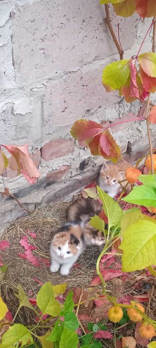 Кошенята безплатно