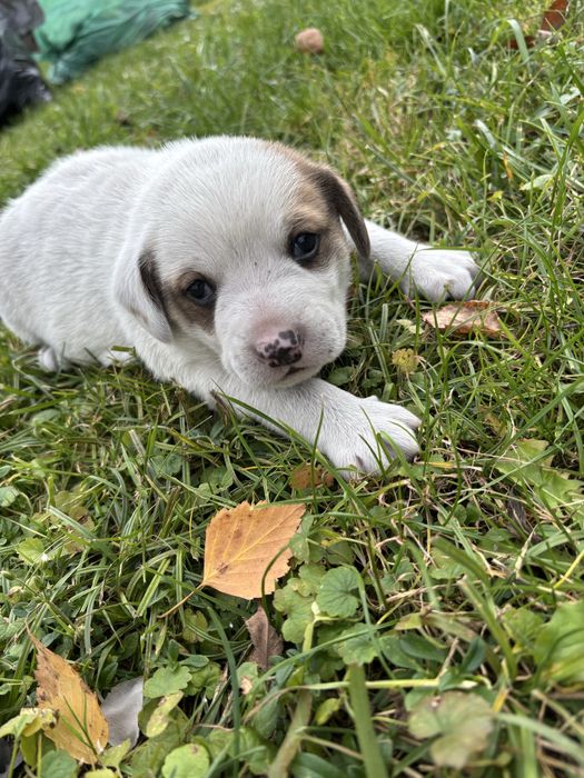 Oddam pieska w dobre rece