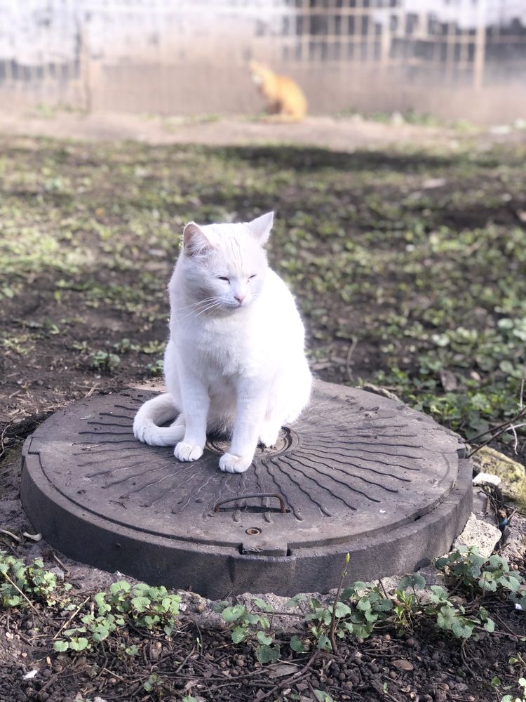 Кот котенок коты котята кошки