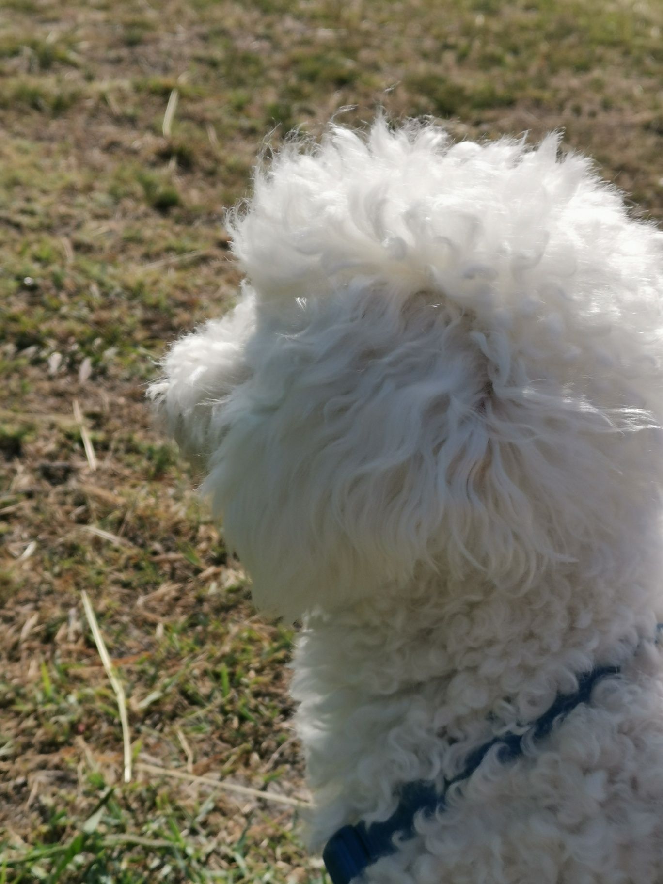 Pet sitting Costa da Caparica