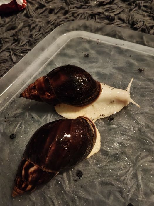 Maluchy lissachatina fulica albino body