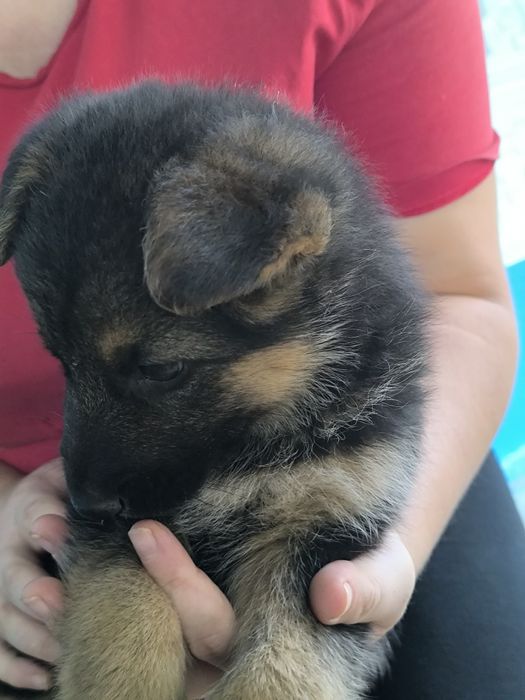 Продам цуценя німецької вівчарки, дівчинка.