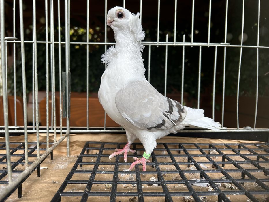 Gołębie ozdobne. Mewka polska samiczka 2025r