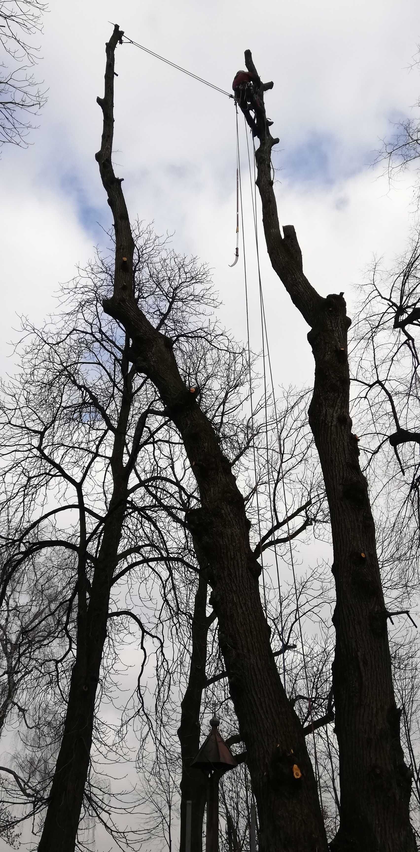 FREZOWANIE PNI, USÓWANIE PNI, alpinistyczna wycinka drzew, pielęgnacja