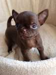 ** Carmenka ** czekoladowa dziewczynka Chihuahua