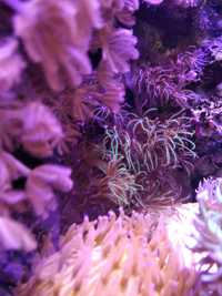 Koralowiec miękki Clavularia fluo