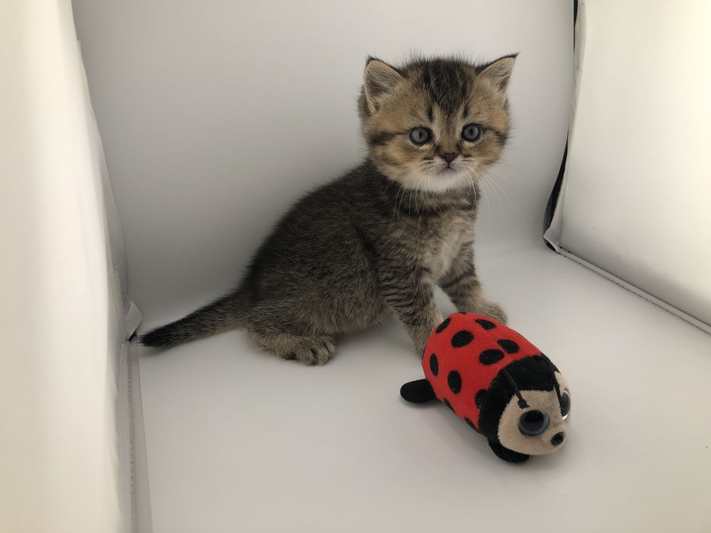 Шотландські кошенята коти котики кошеня кішечка котик