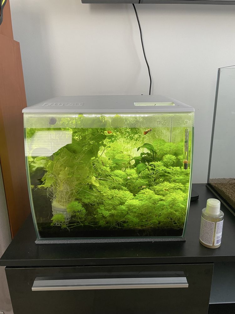Fluval Flex 34L krewetkraium