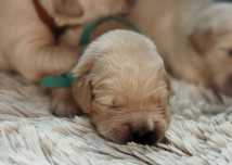 Szczeniak golden retriever