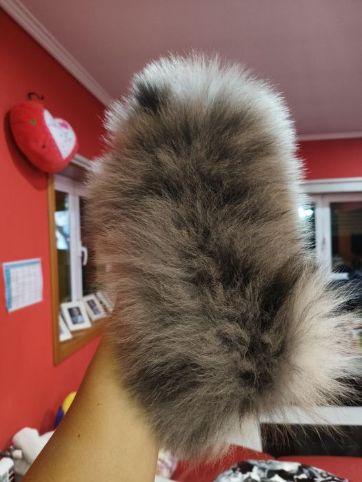 Spitz alemão macho Merle