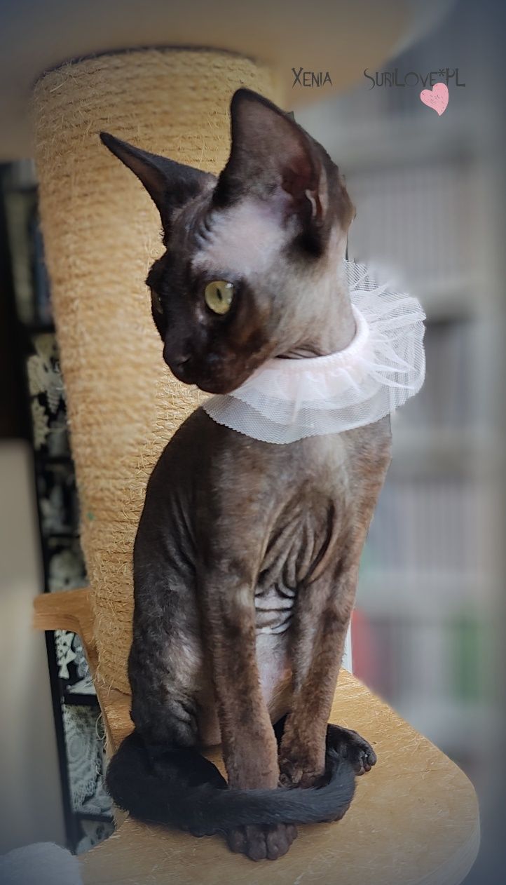 Devon rex Xenia - miniaturowa czarna pantera
