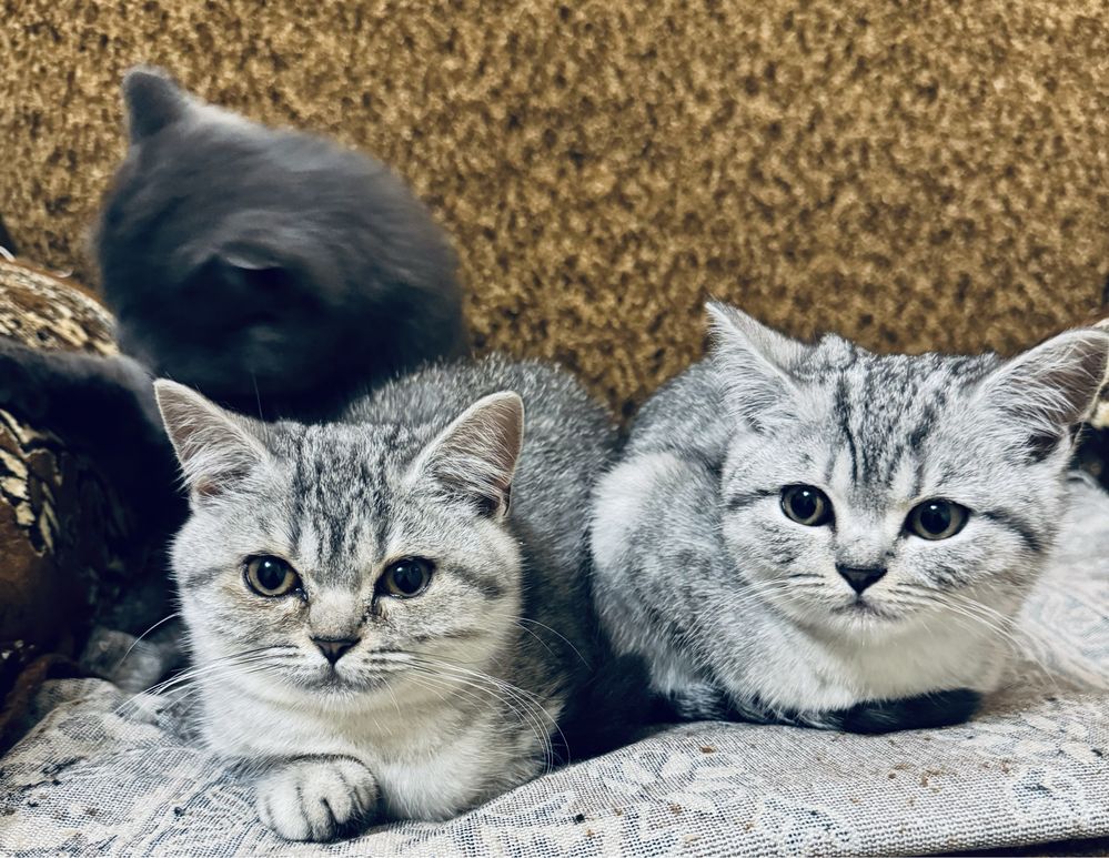 Шотландські кошенята/Scottish fold/straight