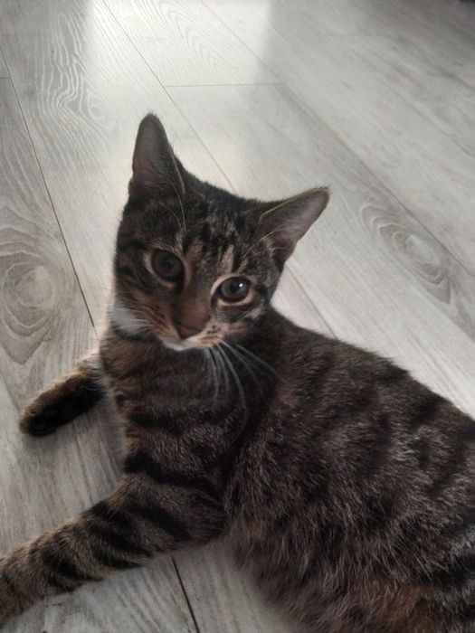 Oddam kocurka 6 miesięcznego