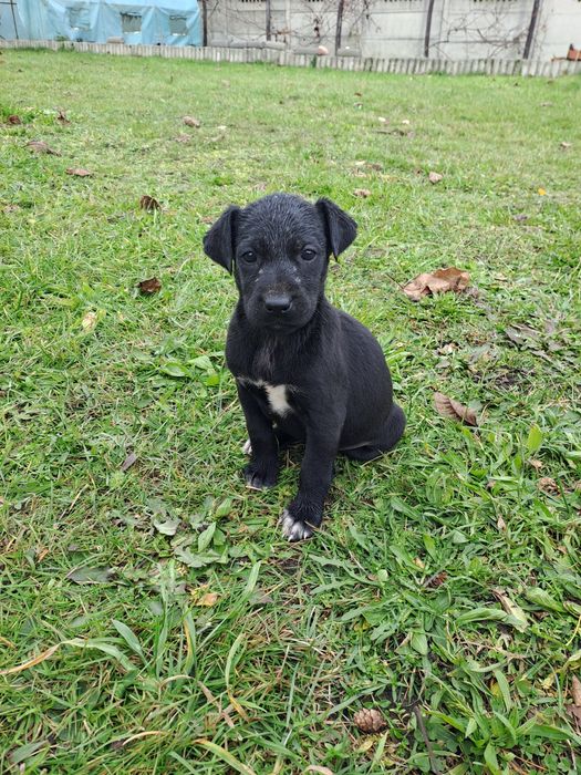 Szczeniaki w typie wyżła szorstkowłosego