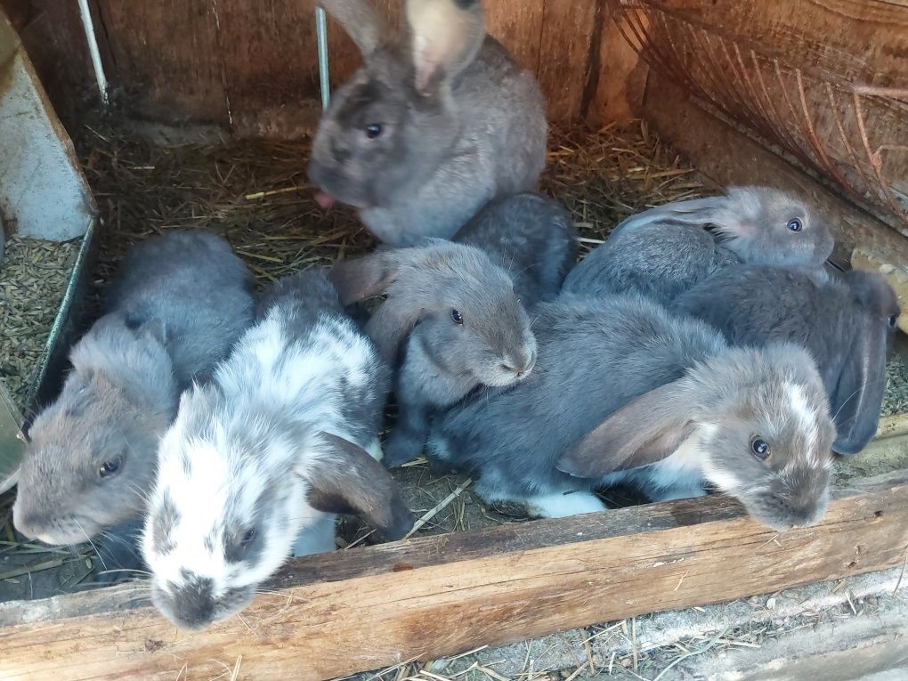 Młode króliki mix