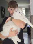 Do hodowli  Ragdoll Kocurek  blue bicolor Lynx gotowy do odbioru
