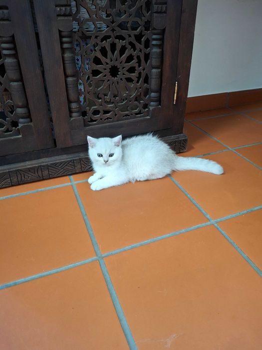 Gatinho British Shorthair