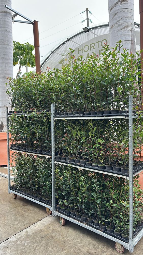 Photinia Red Robin 1L - Alt.50/70CM