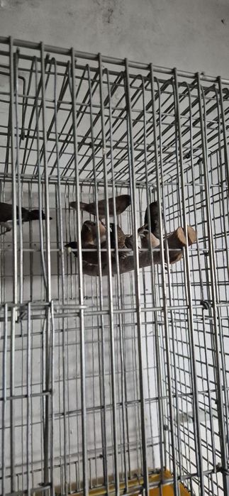 Bengalins  do Japão