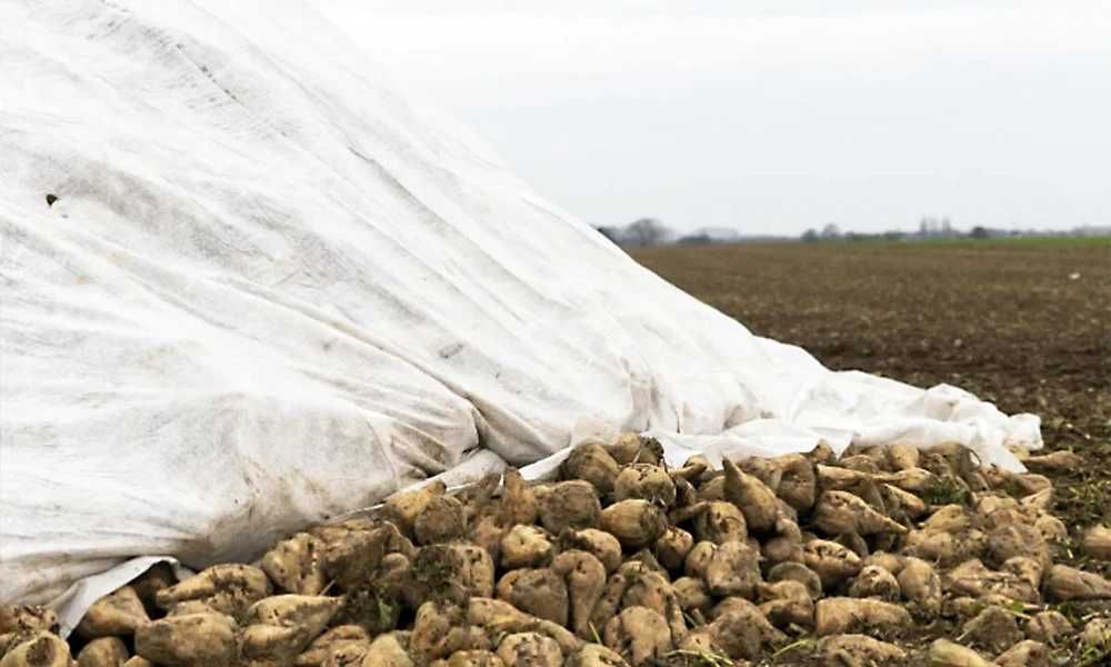 AGROWŁÓKNINA -  Płachta na kopce buraczane 50g/m² 6.35m x 25mb