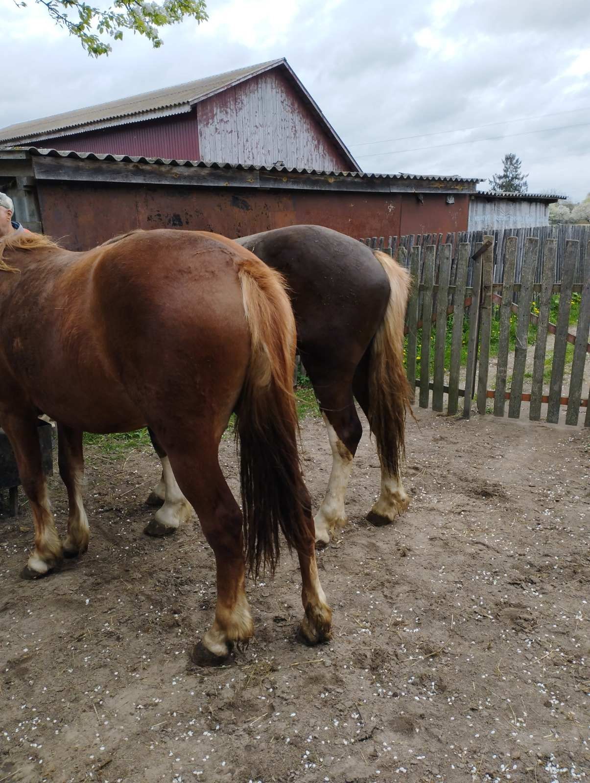 Продам жеребця, 2 роки