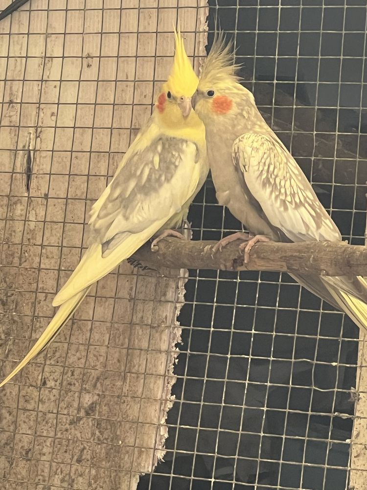 Casal de caturras