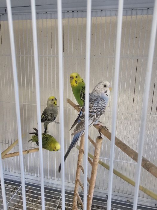 Vendo periquitos