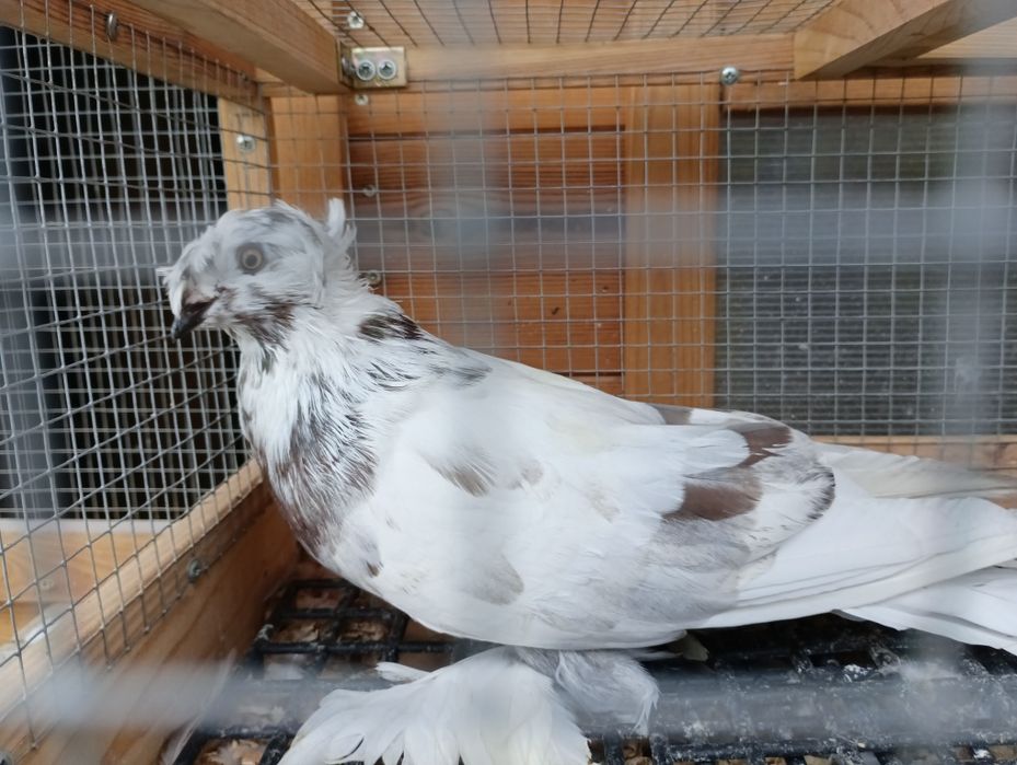 Turkot samiec dwuczuby