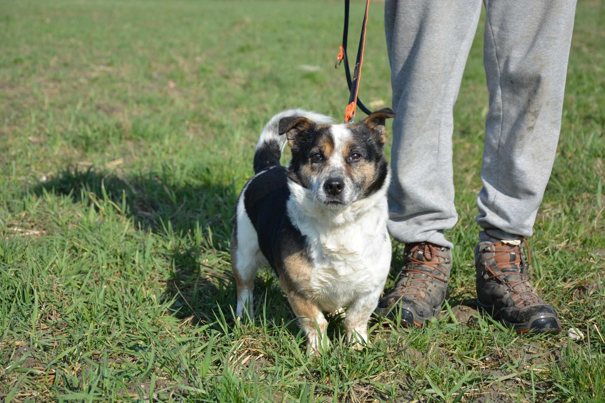 Sernik - psiepyszny kawaler szuka domu ADOPCJA