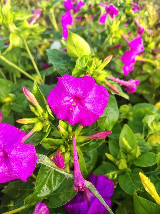 Семена ночной красавицы